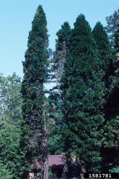 incense-cedar (Calocedrus decurrens (Torr.) Florin)