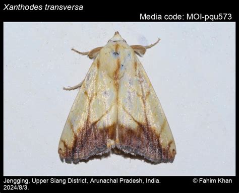 Xanthodes transversa | Moths