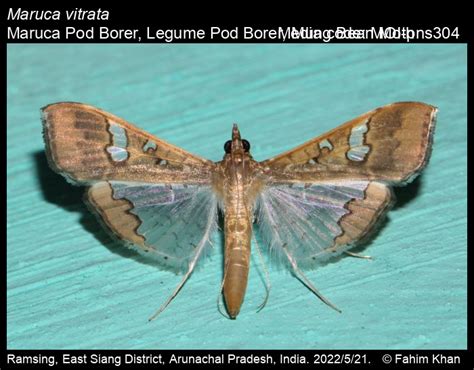 Maruca vitrata Fabricius, 1787 - Maruca Pod Borer | Moths