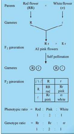 Principles of Inheritance and Variation ncert solution class 12 Biology