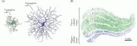 Image result for How Parvocellular Cells Function