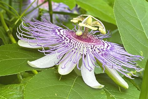 Calming Passionflower Tea Recipe - Daily Tea Time