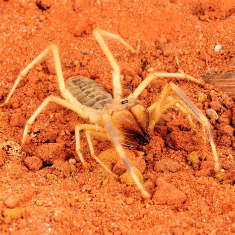 Camel Spider | National Geographic