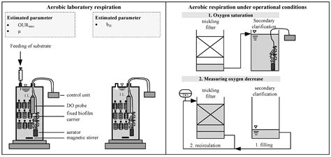 Development of Decay in Biofilms under Starvation Conditions—Rethinking ...