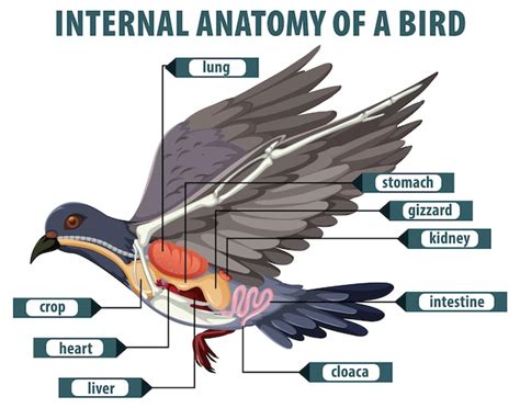 L'anatomie interne d'un oiseau | Vecteur Gratuite