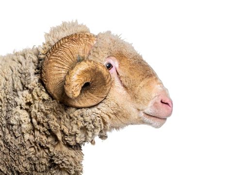 Profile head shot of a ram sopravissana sheep with big horns isolated ...