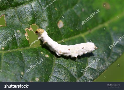 Zombie Infected Insect