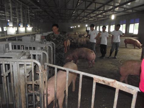 养猪场农庄饲养产业猪圈农场猪肉团体家畜动物配种高清图片下载-正版图片320983618-摄图网