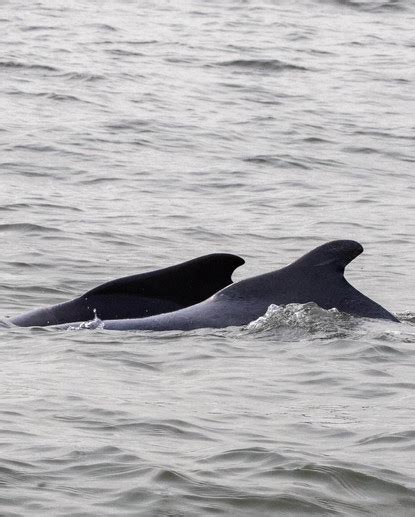 Cetaceans of Mumbai | ALMC
