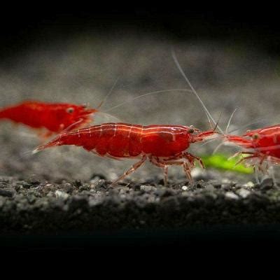 Dee Shrimps India - Order Online