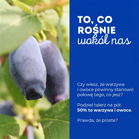 Jagoda kamczacka - czy warto je jeść? - Limanowa.in