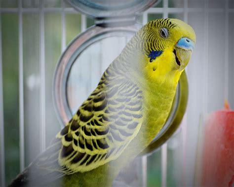 How To Teach Parakeets Talk - Ratiosentence21