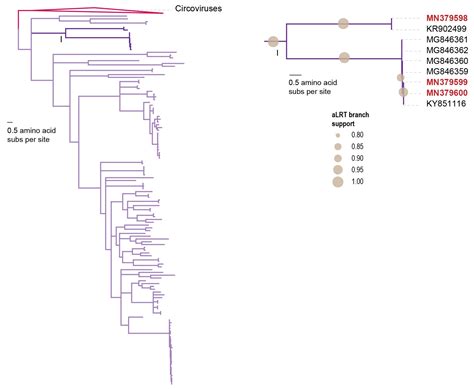 Diverse Single-Stranded DNA Viruses Identified in Chicken Buccal Swabs