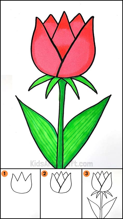 Tulip Flower Ki Drawing at Keira Crampton blog