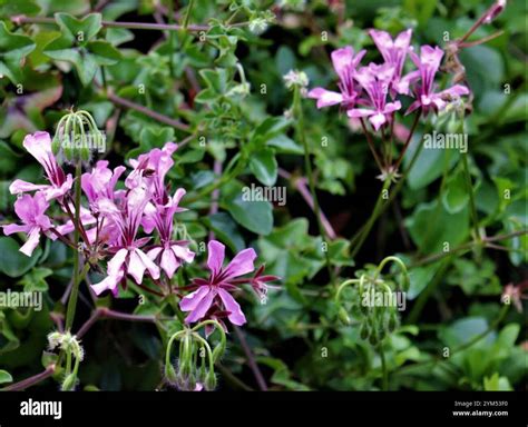 ivy geranium (Pelargonium peltatum Stock Photo - Alamy