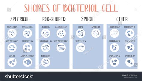 Image result for Types of Bacteria Classification