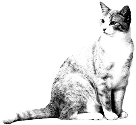 Realistic Cat Coloring Pages Coloring Cat Pages Realistic Kids článku ...