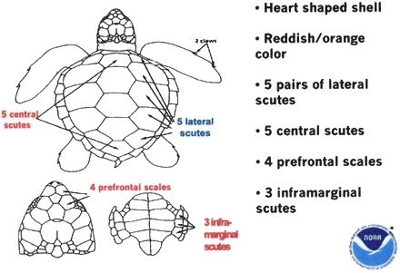 Loggerhead Turtle Shell 的图像结果