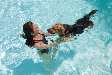 Image result for Dogs Swim Compilation