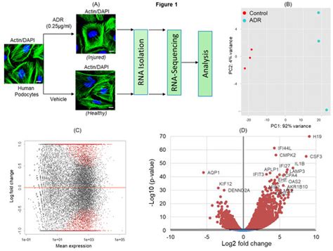 IJMS | Special Issue : Membrane Proteins of Urinary System in ...