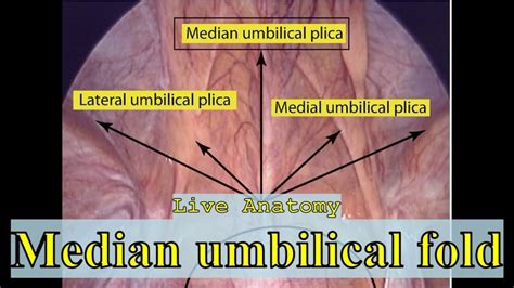 Image result for Video Script Visual Example
