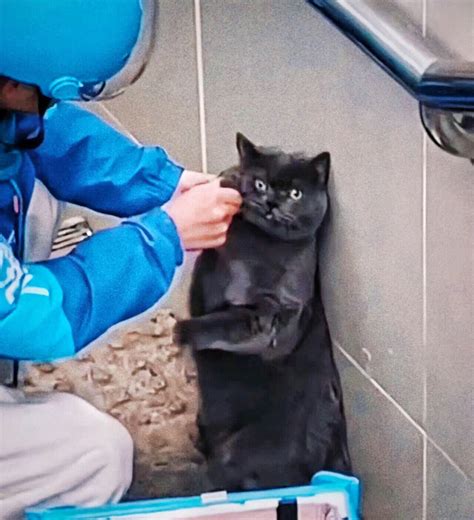 小猫偷吃了外卖员的餐品，双方发生激烈的肢体冲突