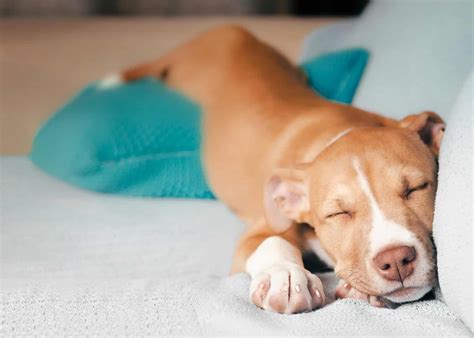 500 Funny and Sweet Nicknames People Call Their Dogs - A-Z Animals