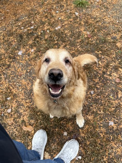 Chief – harvest hills animal shelter Open by appointment only