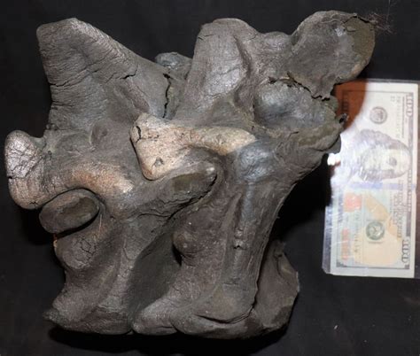 Alien Tail 的图像结果