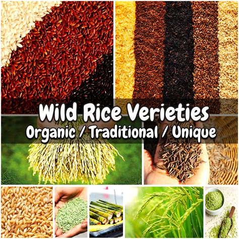 Collections – Nature's Shadow