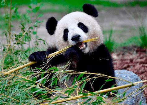 只吃竹子的大熊猫为什么还能长得胖墩墩？_肠道_研究_竹笋