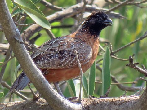 Northern Bobwhite - eBird