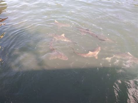 Centre de Plongee Marquises (Nuku Hiva) - All You Need to Know BEFORE ...