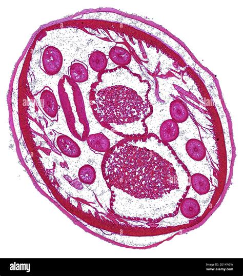 DNA Under Microscope 的图像结果