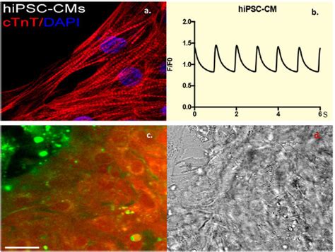 Cardiac Targeting Peptide, a Novel Cardiac Vector: Studies in Bio ...