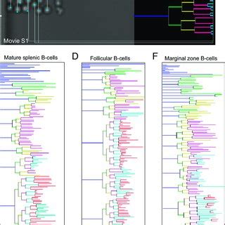 Image result for Lymphocyte Lineage