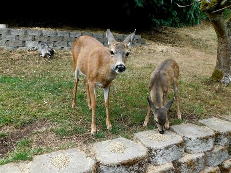 A morning isn't complete without a visit from Boone. : r/Raccoons
