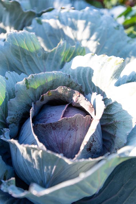 10 Best Cabbage Companion Plants