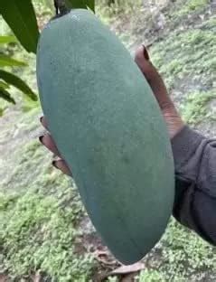 Cloud Farm Live Fazli Mango Grafted Fruit Plant - Healthy Outdoor Plant ...