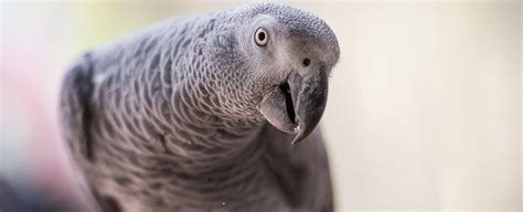 Image result for Language Master Animals