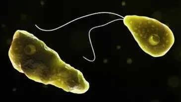 Surge in amoebic meningoencephalitis cases in Kerala raises concerns