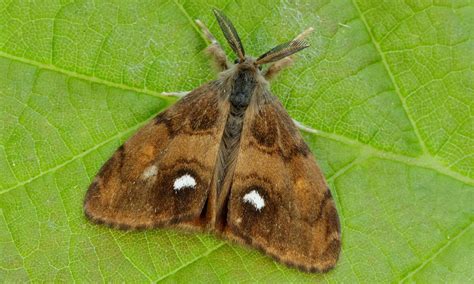 Image result for Moth Moth and Rust