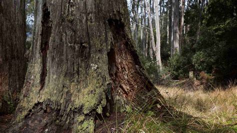 Image result for Tree Rot Infection