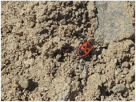 Ploštice (Heteroptera) - Bobův fotoblog
