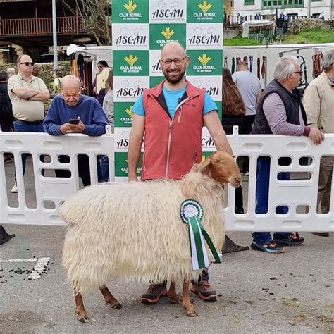 Las ovejas carranzanas de Camangu, Linares y Posada siguen triunfando ...
