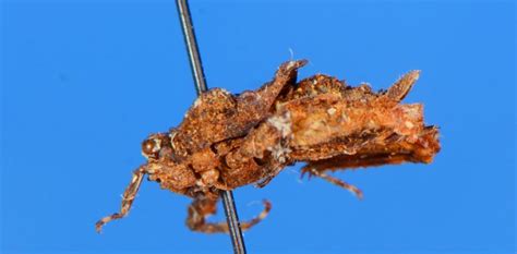 Red List Assessment of Indian grasshoppers to kickstart