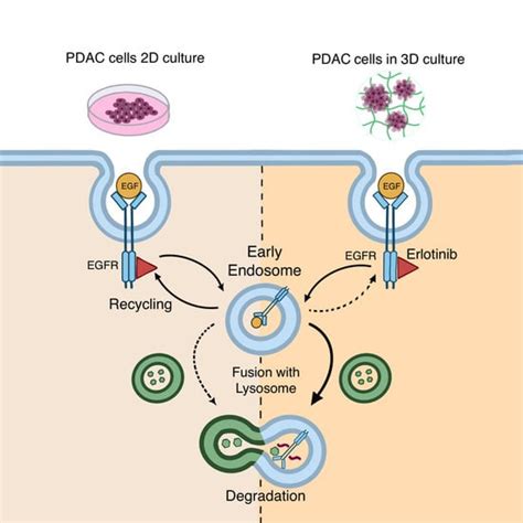 Erlotinib Promotes Ligand-Induced EGFR Degradation in 3D but Not 2D ...