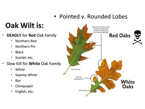 White Oak Red Oak Difference at Essie Jordan blog
