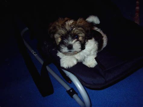 Edelmix Yorky Shi Tzu Welpe Zubehör und Co in Stendal | Tiere ...