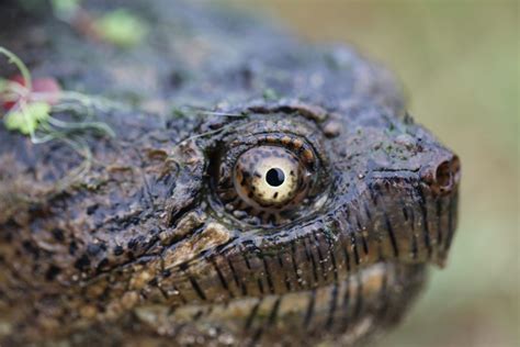Snapping Turtle Hunting 的图像结果